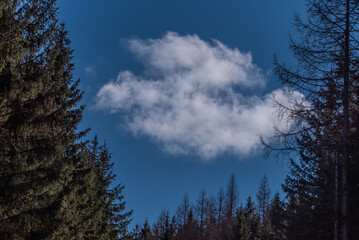 Wald, Himmel, Wolke