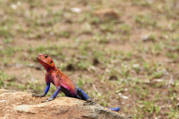 colorful lizard blue and red on a rock in the serengeti natural park
