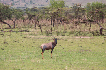 animal topi sideways walking alone in the serengeti between kenya and tanzania
