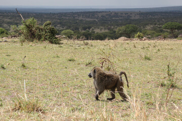 brown african baboon walking alone in the serengerti, next to kenya and tanzania