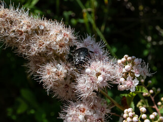 Macro shot of the adult white spotted rose beetle (Oxythyrea funesta) on a flower in sunlight. The beetle is black with six white spots in two longitudinal rows covered with white pubescence