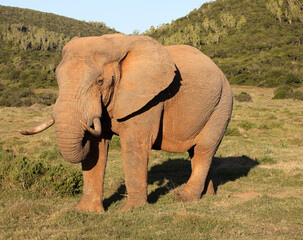 Bull elephant Eastern Cape South Africa
