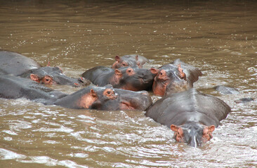 hippopotamus swimming in the mud of the serengeti
