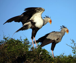 Secretary Birds Eastern Cape South Africa
