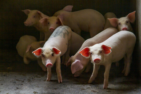 A herd of little white farm pigs