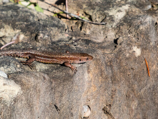 Viviparous lizard or common lizard (Zootoca vivipara) with detached tail sunbathing in the brigth sun on rock. Detailed view of head and eye