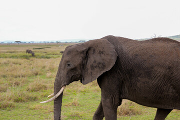 Fototapeta na wymiar mother elephant walks alone with her family in the background in African