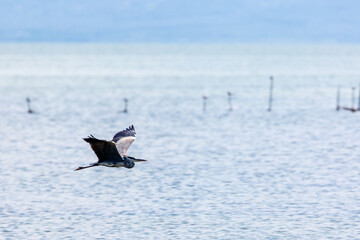 grey heron over the sea