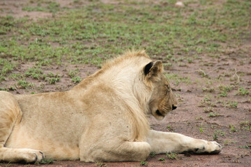 lion resting in the serengeti, the african savanna between kenya and tanzania