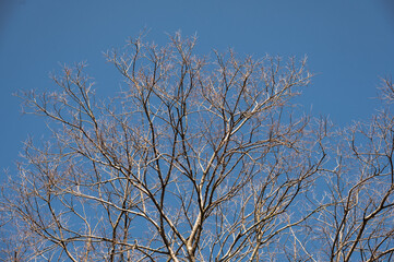 Fototapeta na wymiar Dry leafless trees under a blue sky in winter