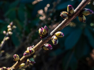Macro shot of first small pink and light purple buds of toxic shrub Mezereon or February daphne...