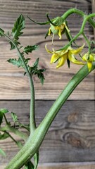 tomato bush grows and blooms at home