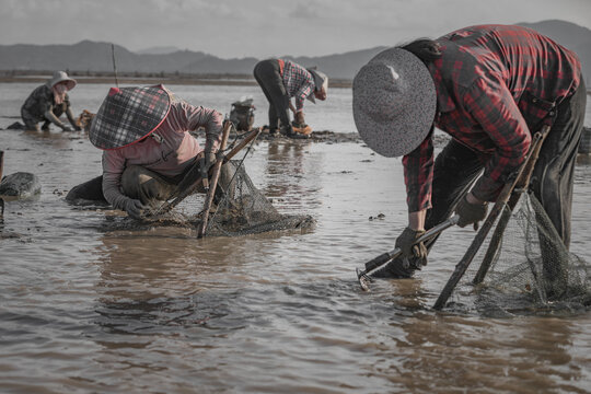 Female fishermen cast nets to catch fish