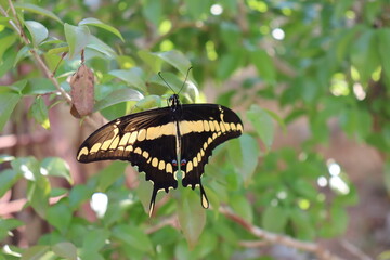 Fototapeta premium butterfly on leaf