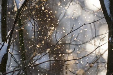 Tree branches and falling snowflakes illuminated by sunlight, blurred background