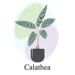 Indoor ornamental deciduous plant calathea. Trend vector image