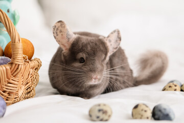 Cute chinchilla with Easter eggs on bed
