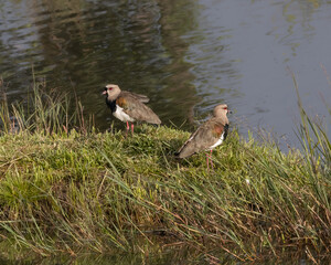 A pair of birds resting on a little island in the pond
