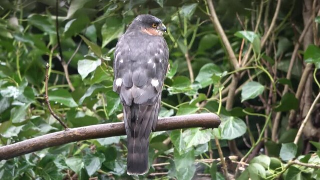 A merlin hawk sitting on a branch in front of ivy in heavy rain.