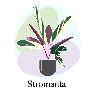 Indoor ornamental deciduous plant stromanta. Trend vector image