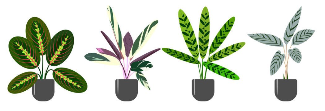 Set of decorative and deciduous houseplants of the genus Marantaceae. Maranta, stromanta, ctenanthe, calathea. Trend vector illustration isolated on white background