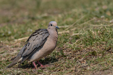 A small dove wandering around on the ground looking for food