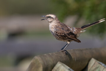 A mockingbird singing perched on a trunk