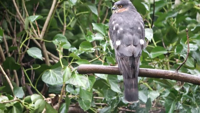A merlin hawk sitting on a branch in front of ivy in heavy rain.