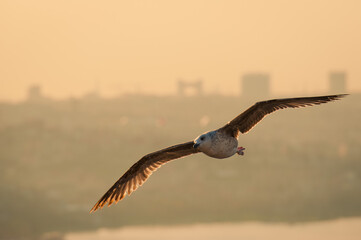 Seagulls flying in the sky at sunset in Istanbul