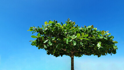 Beautiful tropical almond tree with
green fruits, (Terminalia catappa) against the background of blue sky.