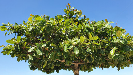 Fototapeta na wymiar Beautiful tropical almond tree with green fruits, (Terminalia catappa) against the background of blue sky.