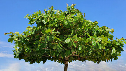 Tropical almond tree with
raw green fruits, (Terminalia catappa) against the background of blue sky...