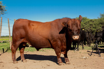 breeding bull