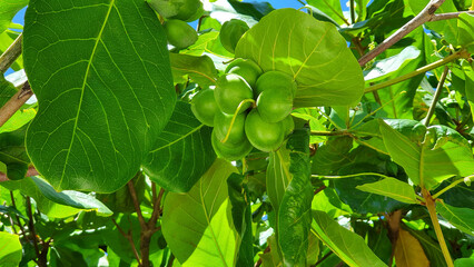Beautiful tropical almond tree with
green fruits, (Terminalia catappa) against the background of blue sky.