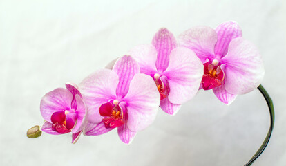 Fototapeta na wymiar The branch of purple orchids on white fabric background