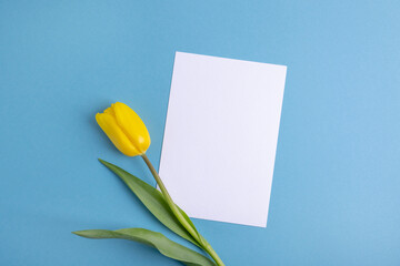 Yellow tulip flower and white post card copy space on blue background.Russia ukraine conflict. Ukraine flag color. Border conflict. Russia vs ukraine. War concept.