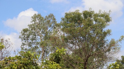 Beautiful nature trees dim color cloud.