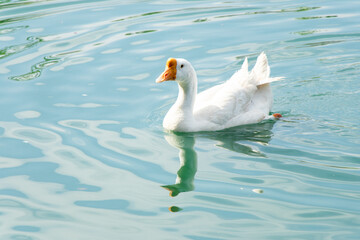 White color goose swimming in lake background