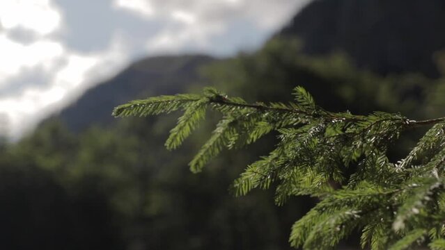 a circeling closeup shot of a conifer evergreen with a blurry mountain backround  while traveling
