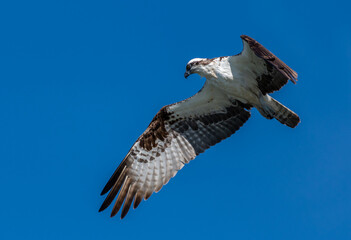 An Osprey (Pandion haliaetus) in flight from below in Baja California Sur, Mexico.