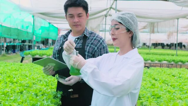 Asian Smart Farmer and Scientist measures the acidity or alkalinity of solution using digital water pH meter to ensure nutrition for organic lettuce. Clean food and food science concept.