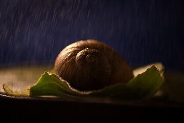 snail under the rain