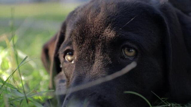 cute look of a little labrador dogo canario mix puppy laying on the ground grass in golden hour