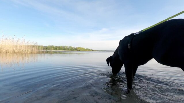 young cute black labrador dogo canario mix dog drinking an investigating a lake while beautiful weather on leash