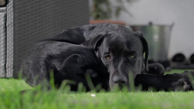 cute black young labrador dogo canario mix puppy laying tired on the ground enjoying the sun