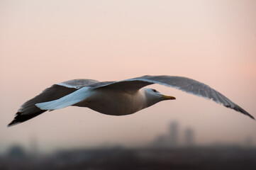 Seagulls flying in the sky at sunset in Istanbul