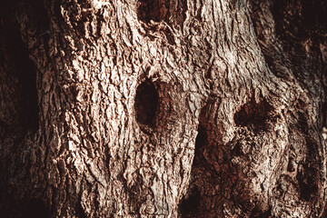 Light-dark brown olive tree bark, close-up. Textured relief background of olive bark for...
