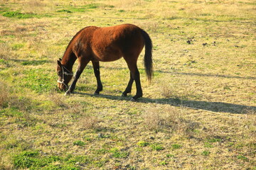 Fototapeta na wymiar Horses grazing peacefully in the mabang pasture on Jeju Island