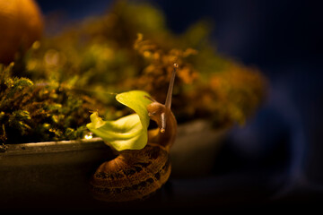 snail eating a leaf
