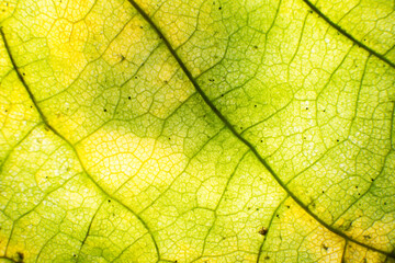 Obraz premium Macro photo of autumn foliage. green and yellow leaf texture background
